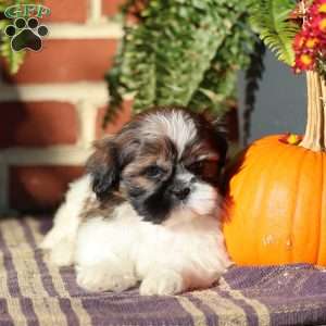 Sir Bentley, Shih Tzu Puppy